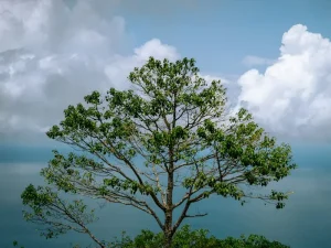 What to Buy in Langkawi: Top Souvenirs &amp; Duty-Free Must-Haves