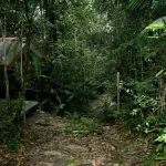 What Wildlife Can You Spot In Taman Negara?