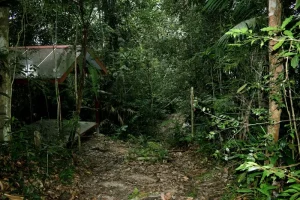 What Wildlife Can You Spot In Taman Negara?